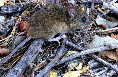 Ratón de cola larga sobre hojas y ramas secas.