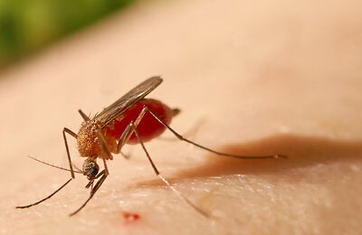 Mosquito