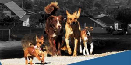 New tool will help countries in Latin America and the Caribbean prevent rabies and other zoonotic diseases through better data on dog and cat populations