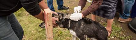 Human rabies transmitted by dogs feature image