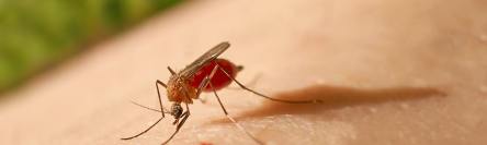 Yellow fever, epidemics feature image